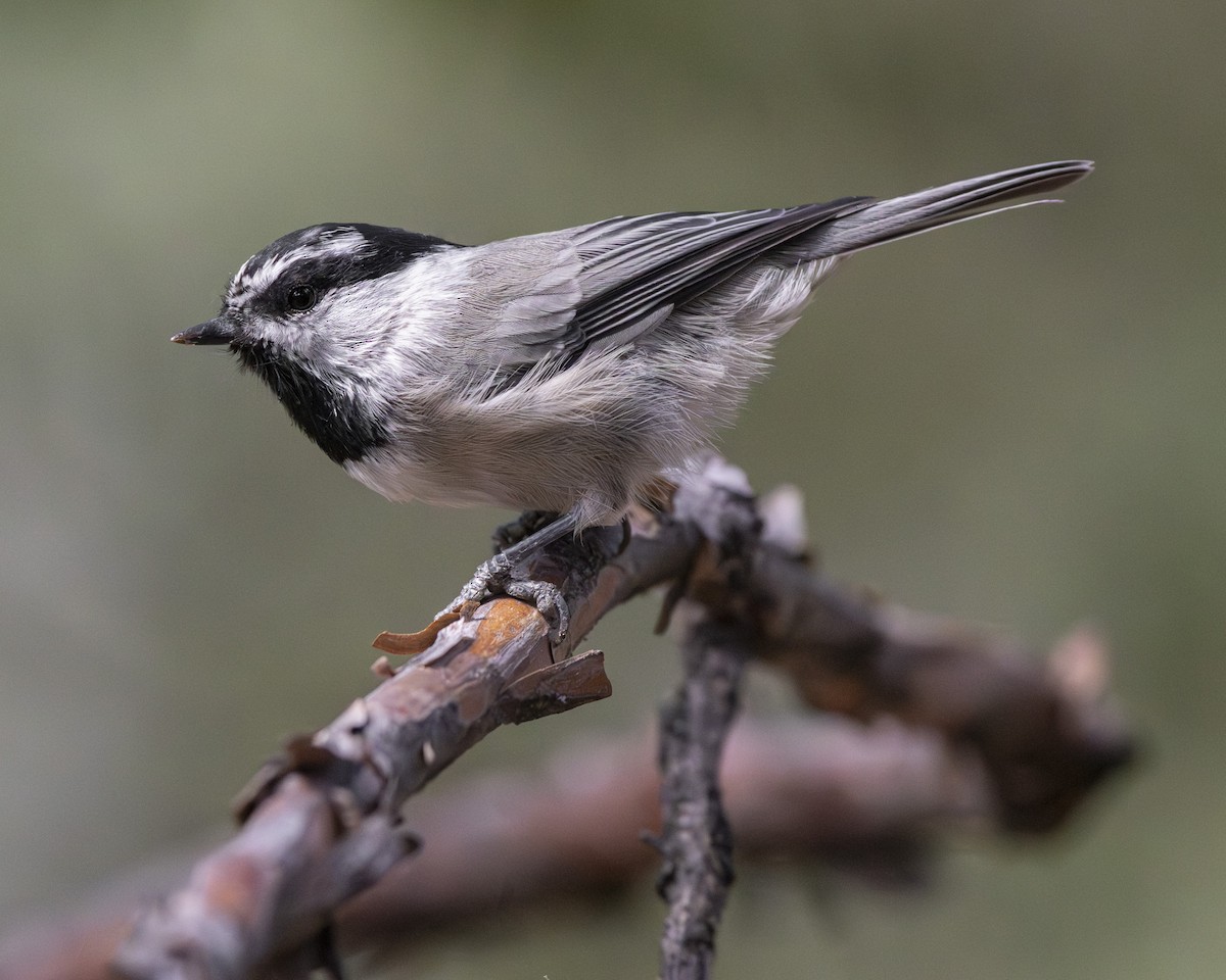 Mountain Chickadee - ML623951955