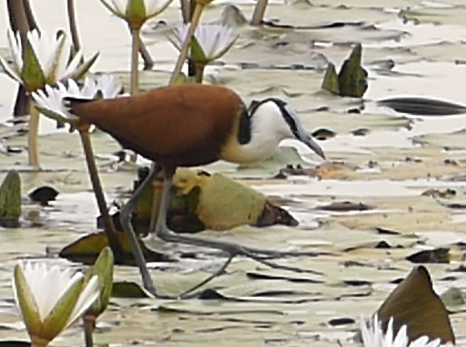 African Jacana - ML623951969