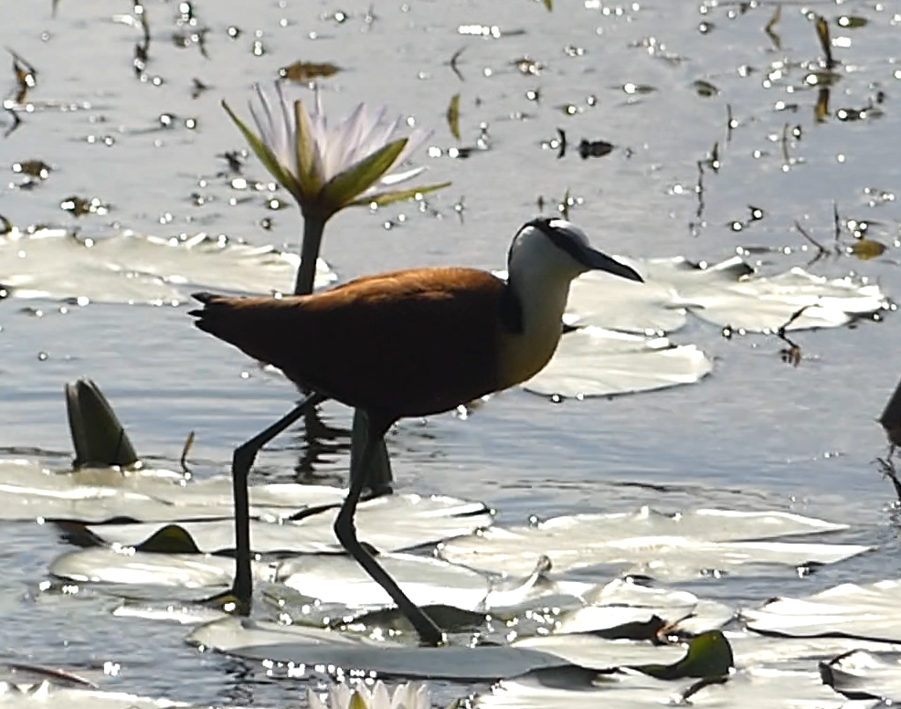 African Jacana - ML623951970