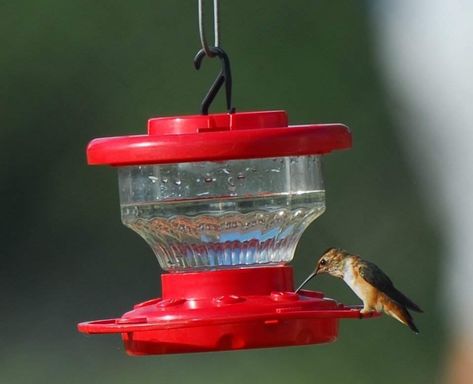 Rufous Hummingbird - ML623951982