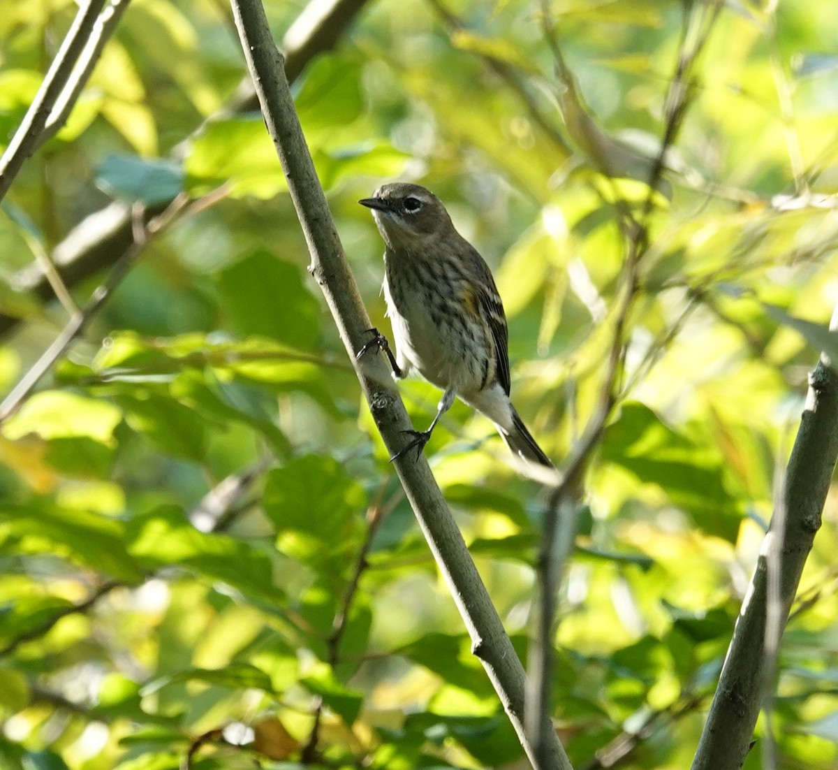 Yellow-rumped Warbler - ML623951985