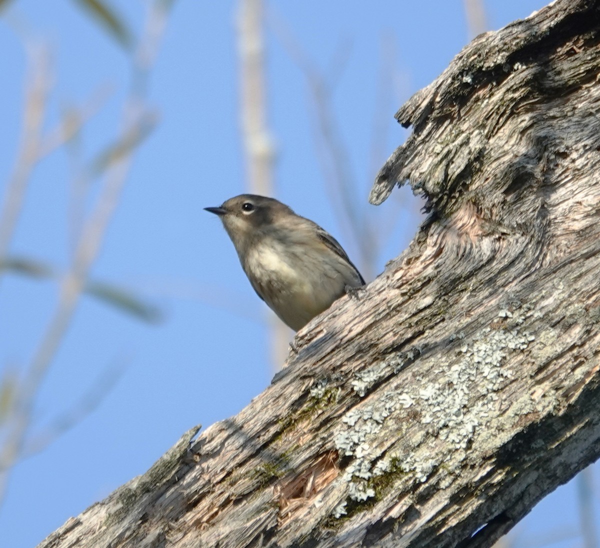 Yellow-rumped Warbler - ML623951986