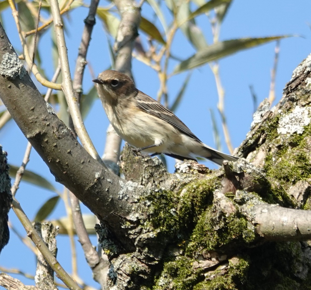 Yellow-rumped Warbler - ML623951987