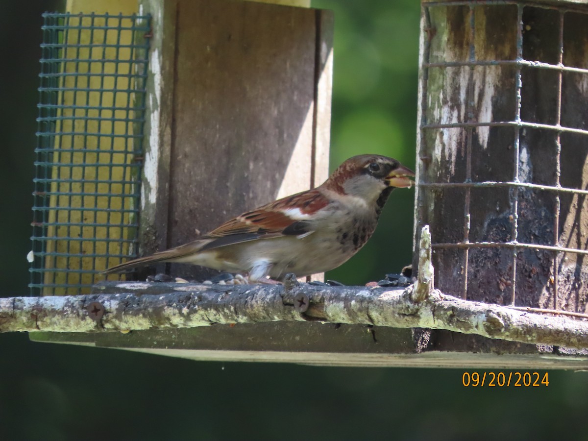 House Sparrow - ML623951989