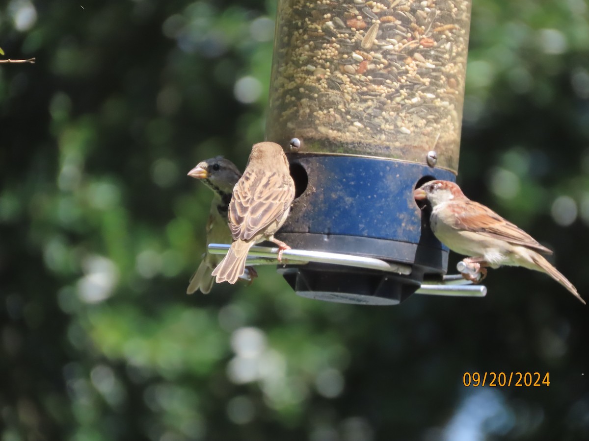 House Sparrow - ML623951990