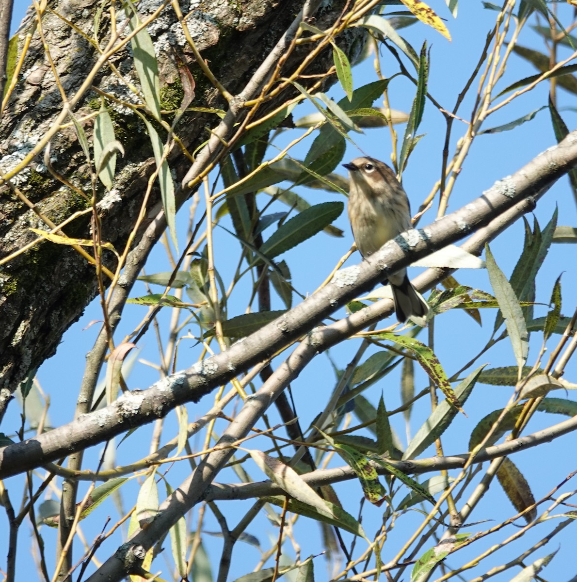 Yellow-rumped Warbler - ML623951991