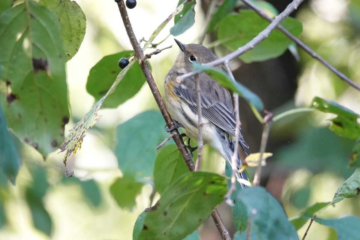 Yellow-rumped Warbler - ML623951992