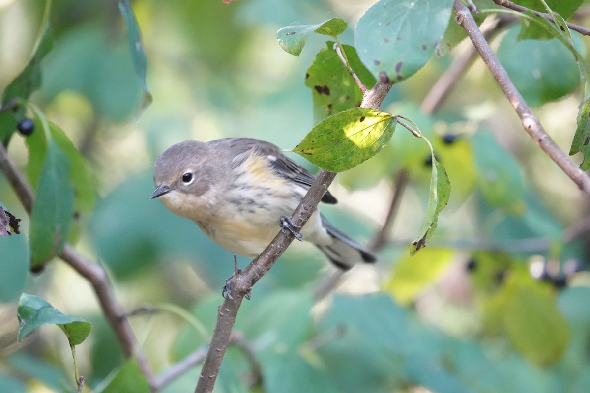 Yellow-rumped Warbler - Maureen Mark