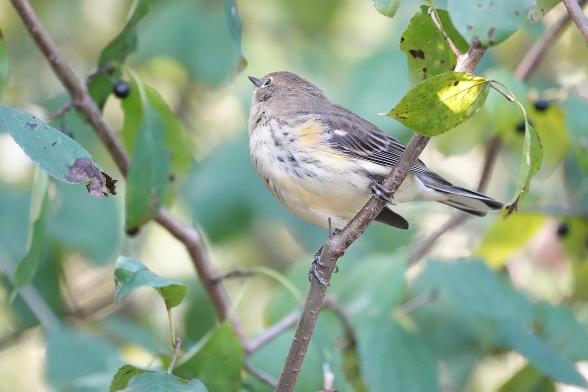 Yellow-rumped Warbler - ML623951994