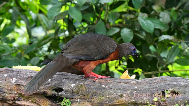 Sickle-winged Guan - ML623951995