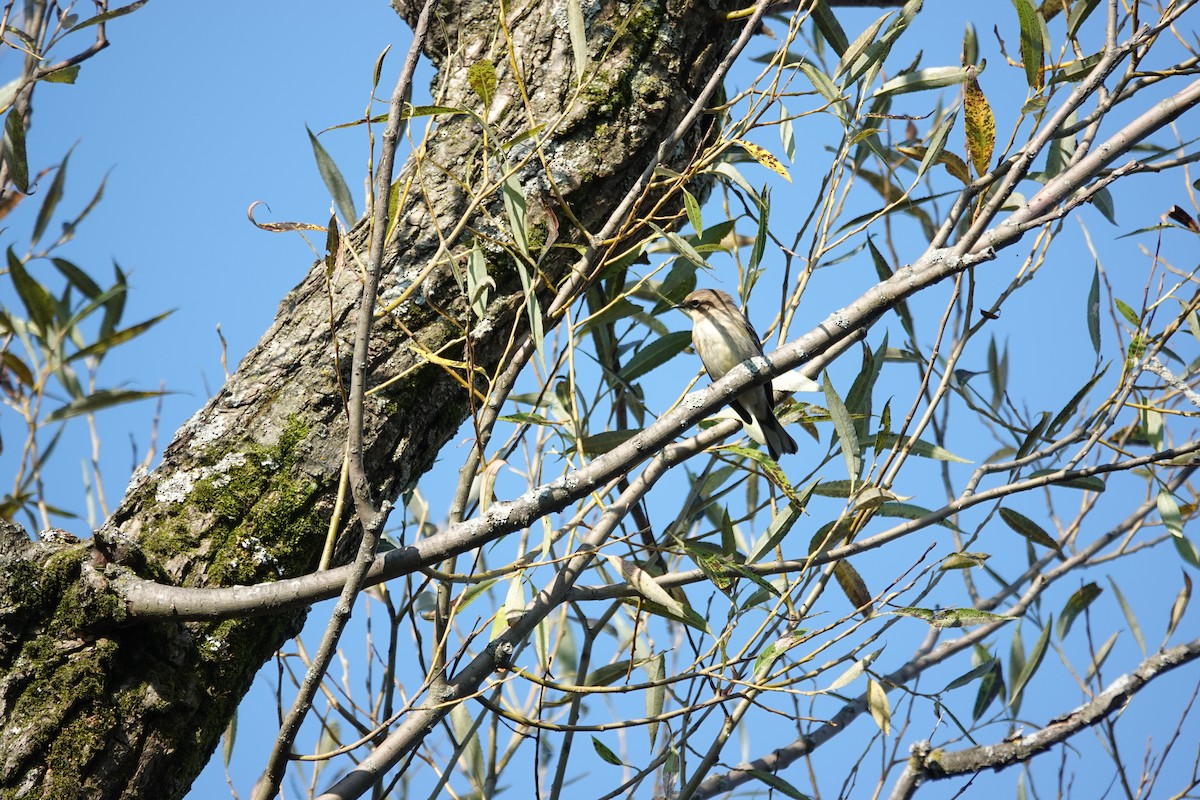 Yellow-rumped Warbler - ML623951996