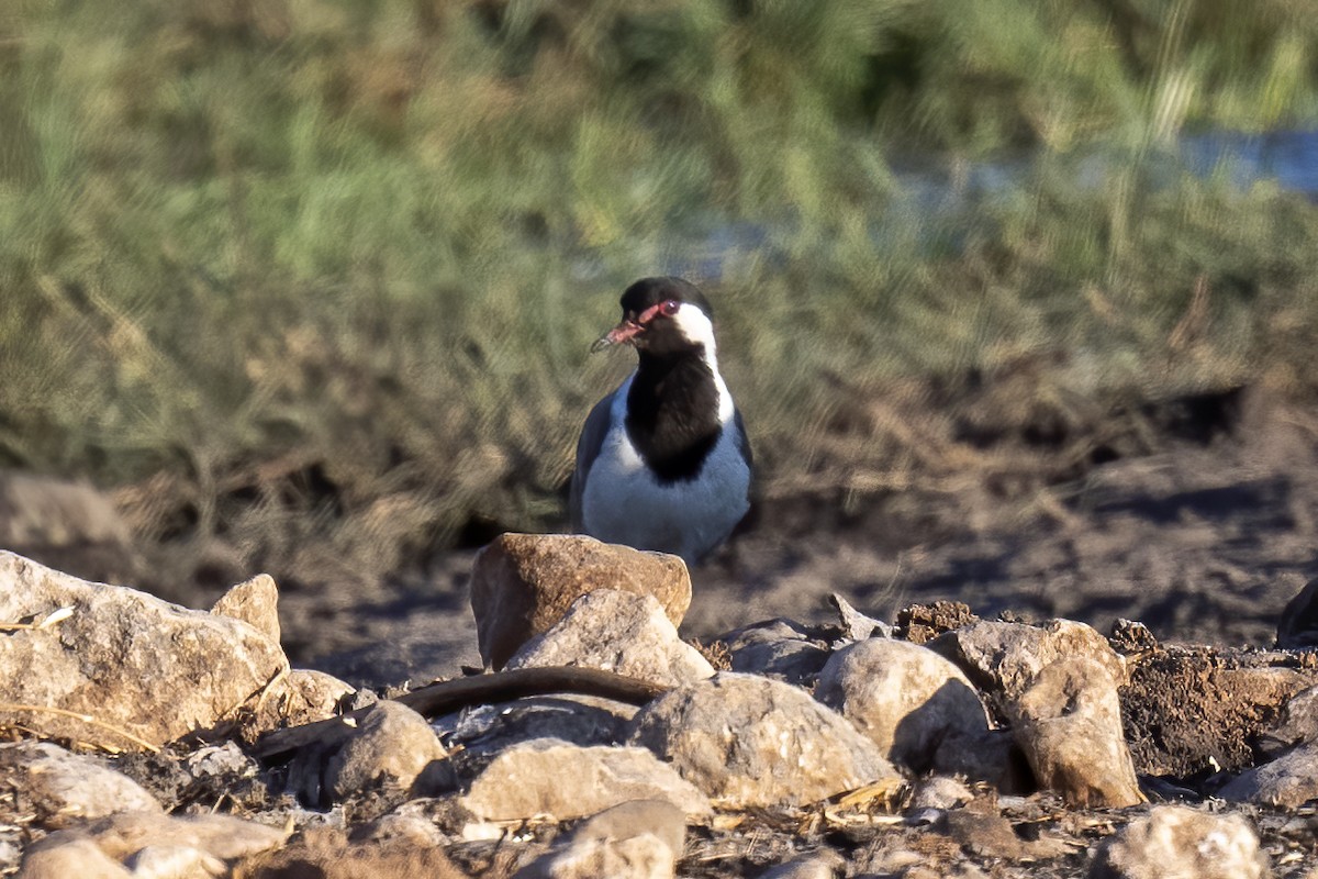 Red-wattled Lapwing - ML623952022