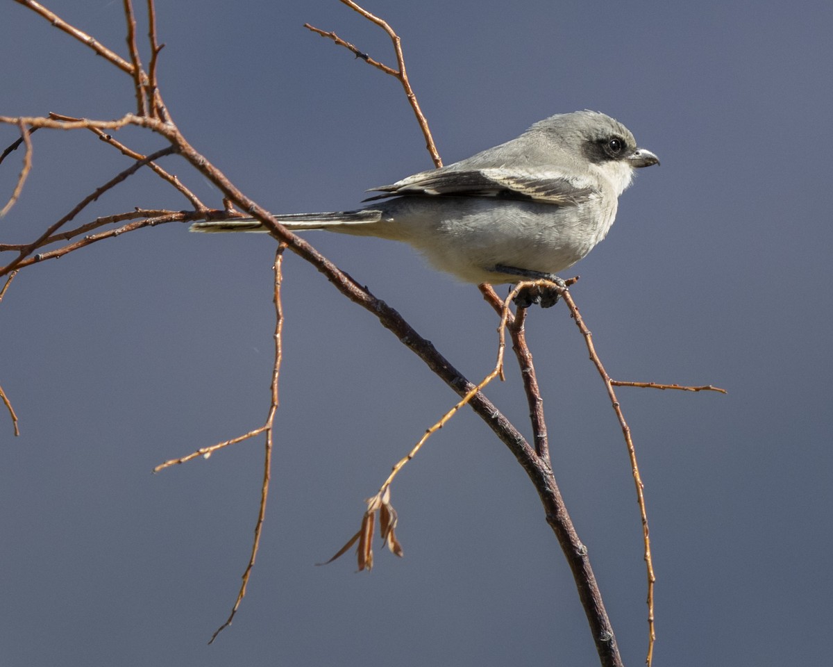 Loggerhead Shrike - ML623952027