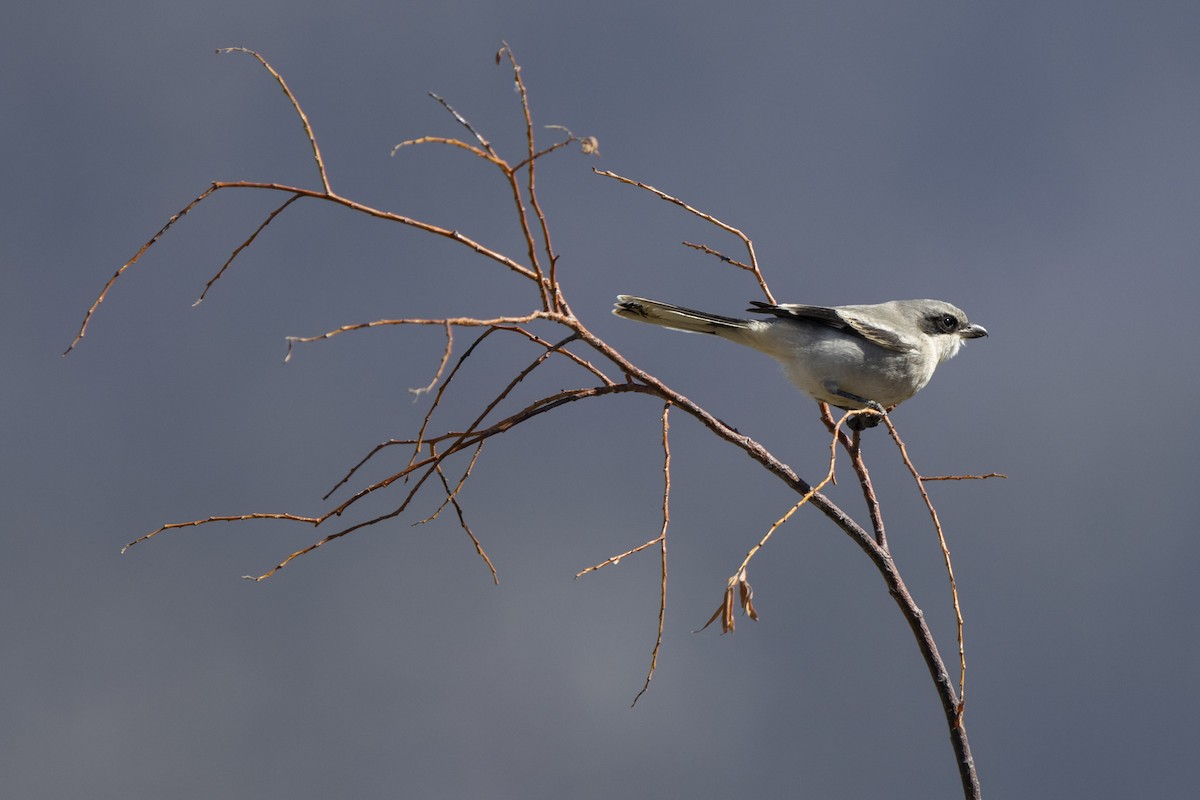 Loggerhead Shrike - ML623952030