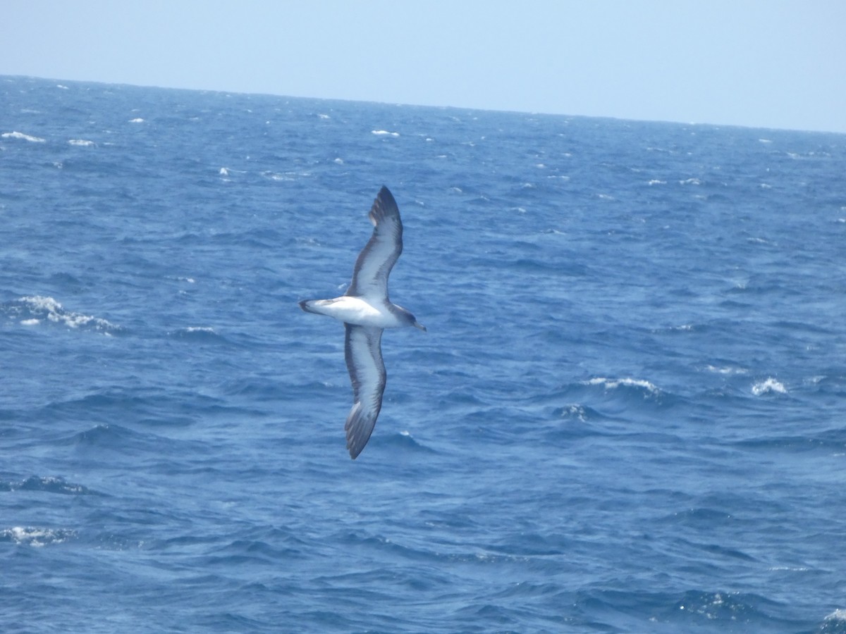 Cory's Shearwater (borealis) - ML623952037