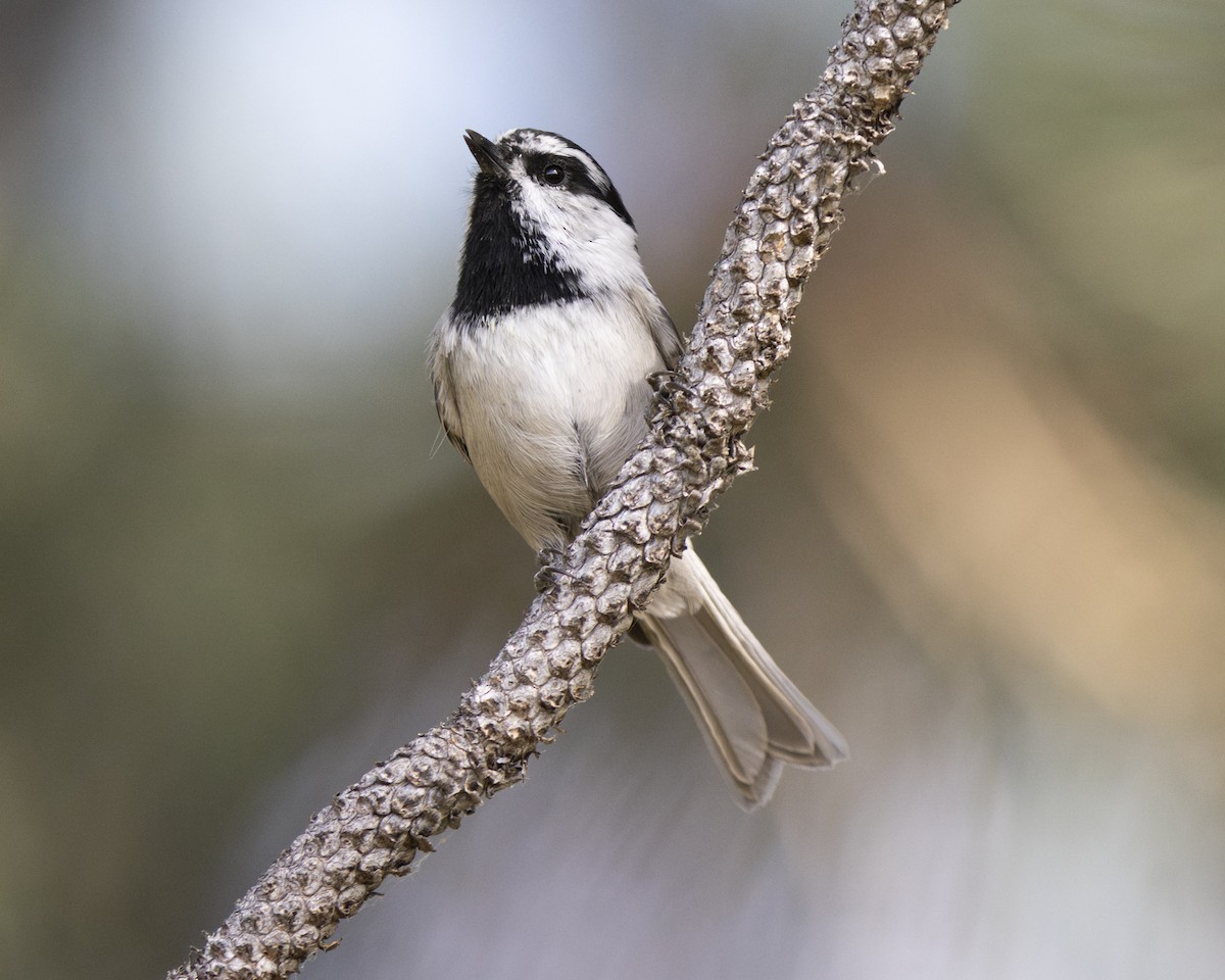 Mountain Chickadee - ML623952045