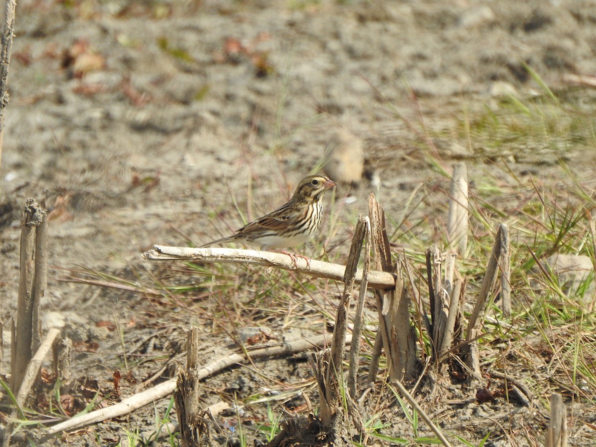 Savannah Sparrow - ML623952048