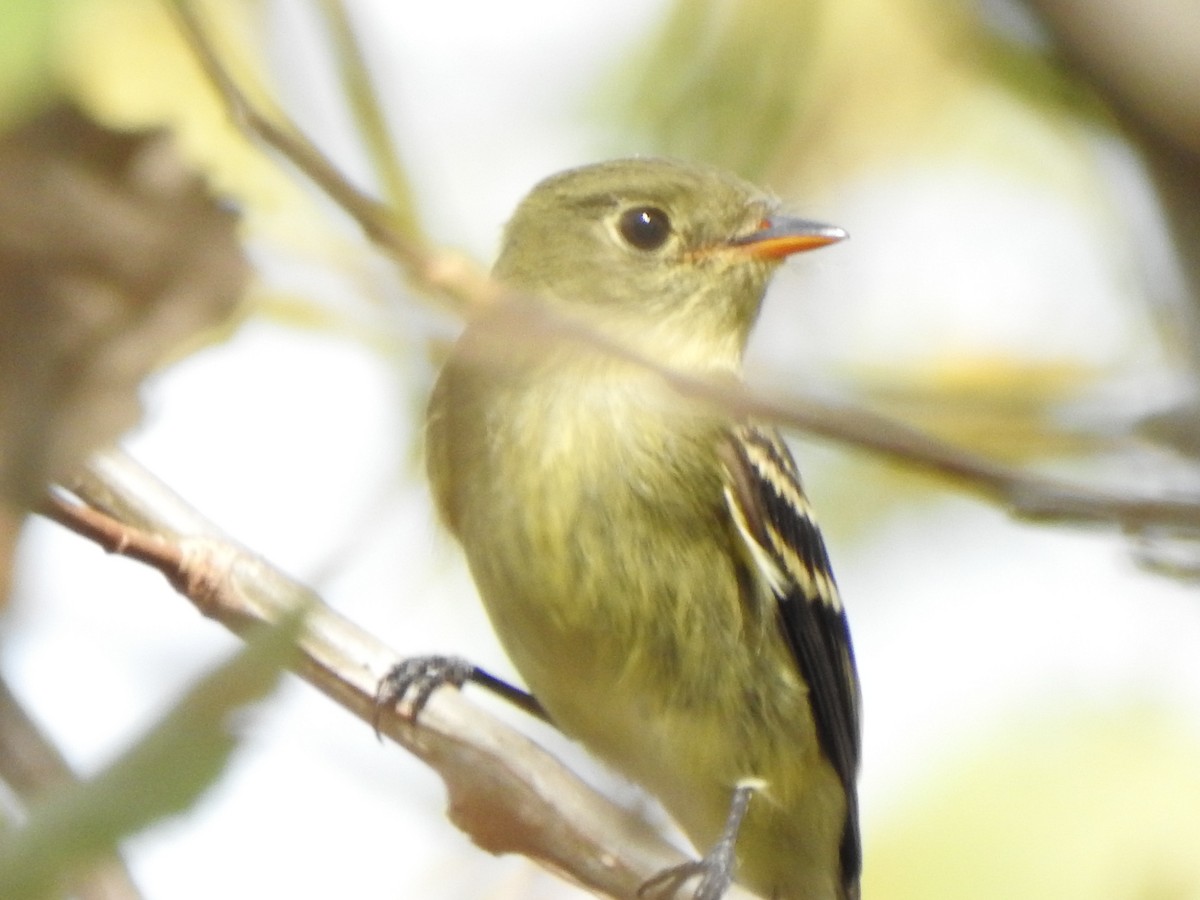 Yellow-bellied Flycatcher - ML623952067