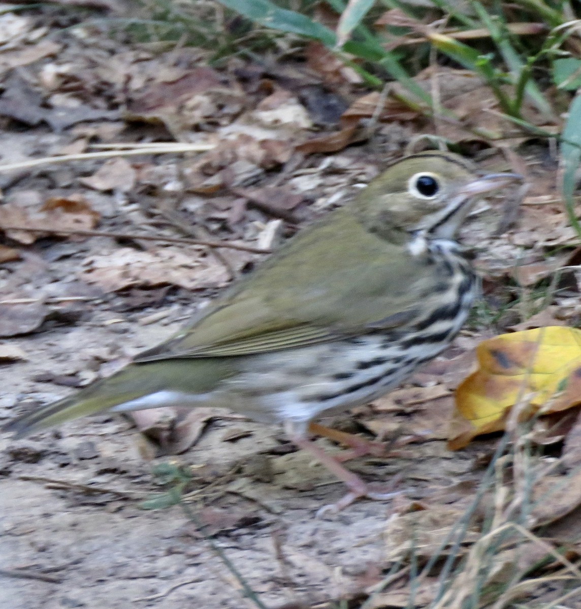 Ovenbird - ML623952139