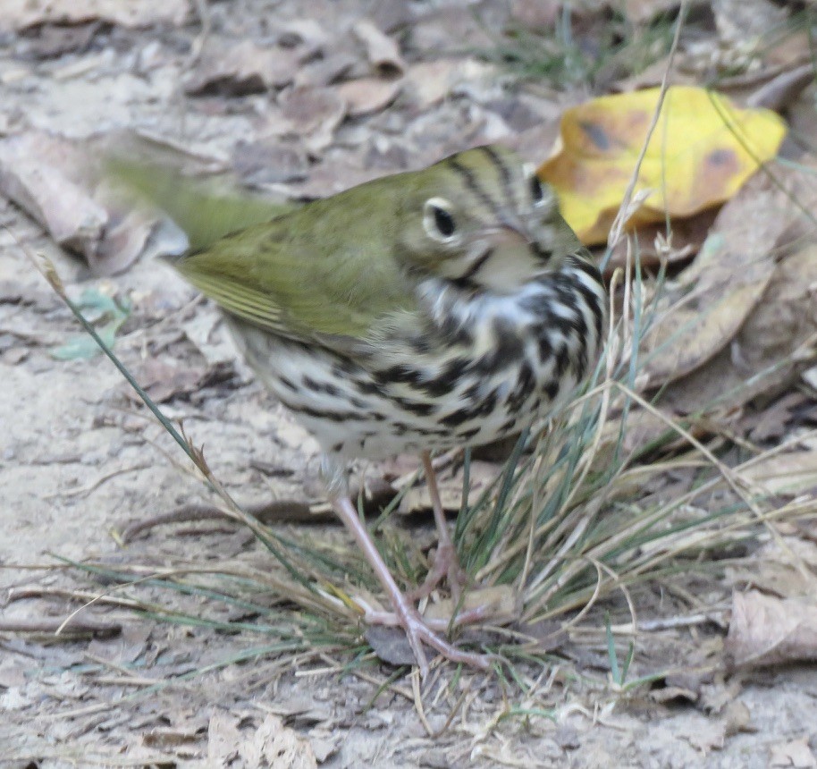 Ovenbird - ML623952153