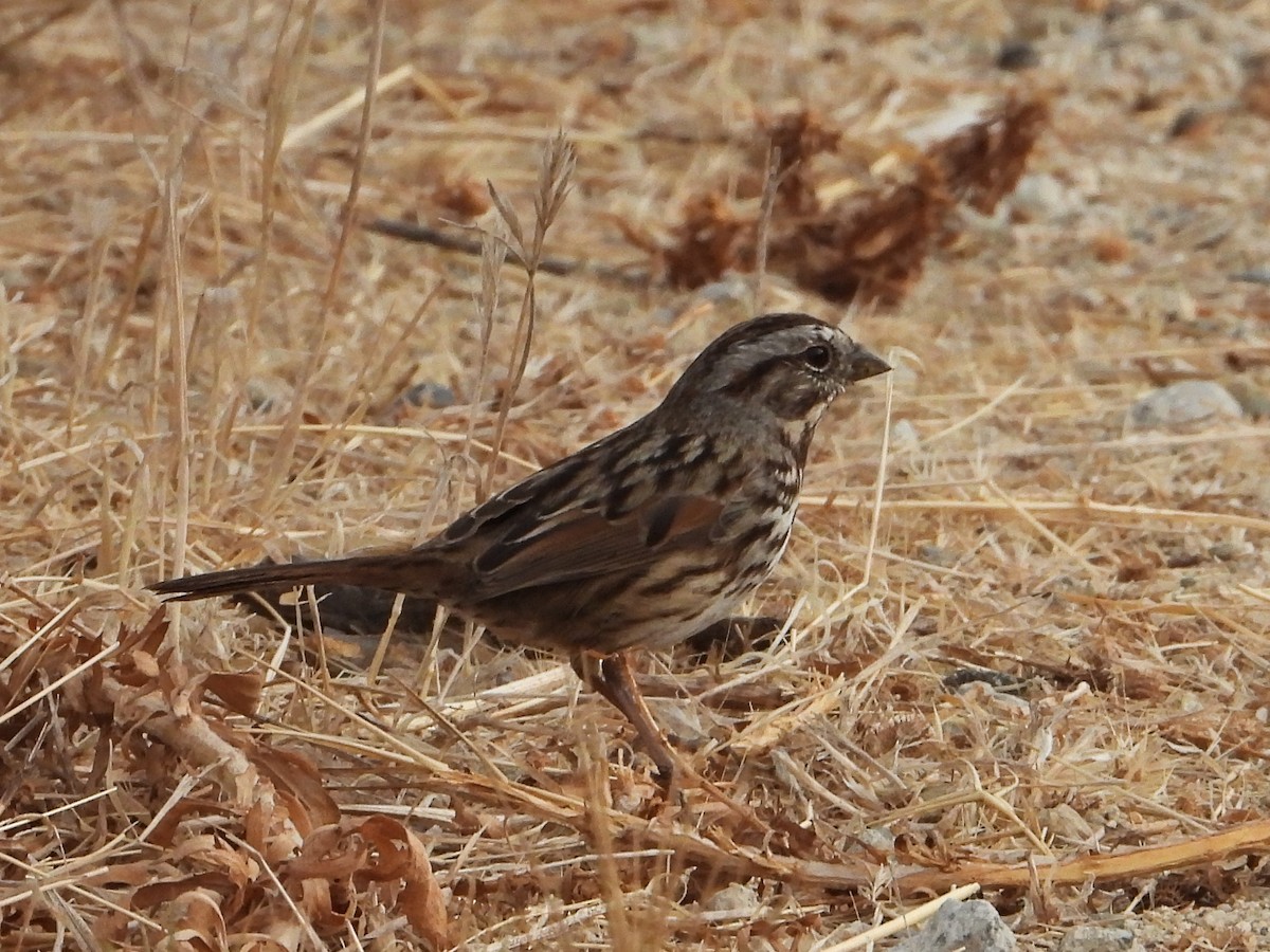 Song Sparrow - ML623952154