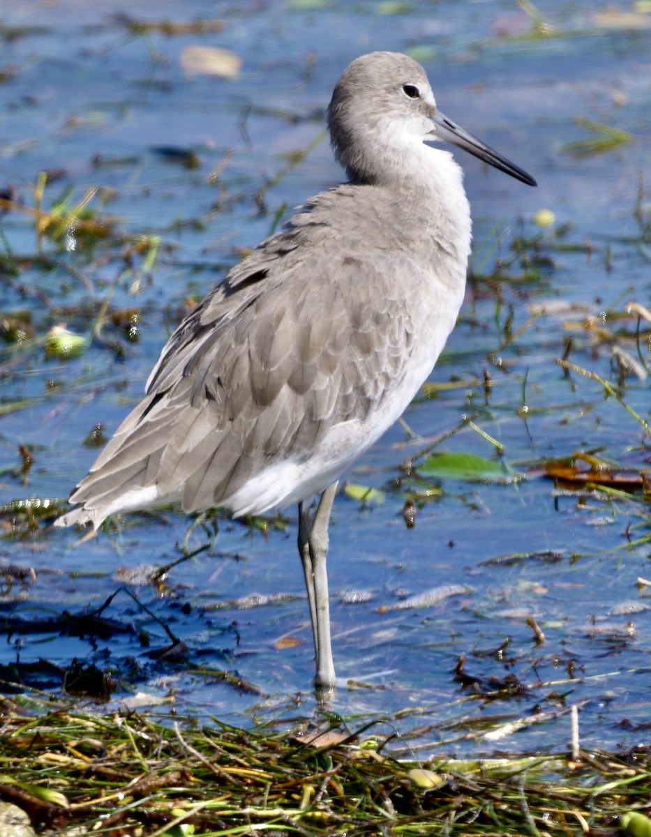 Willet - ML623952182