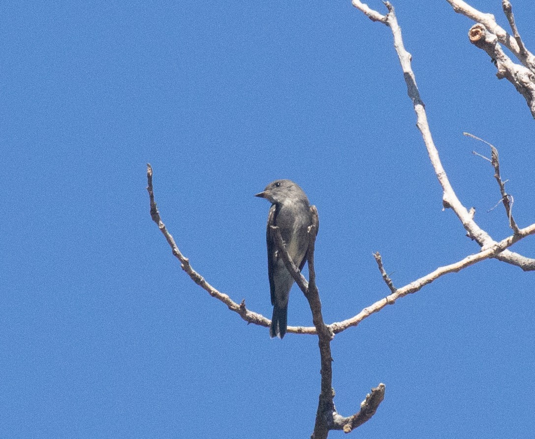 Western Wood-Pewee - ML623952189