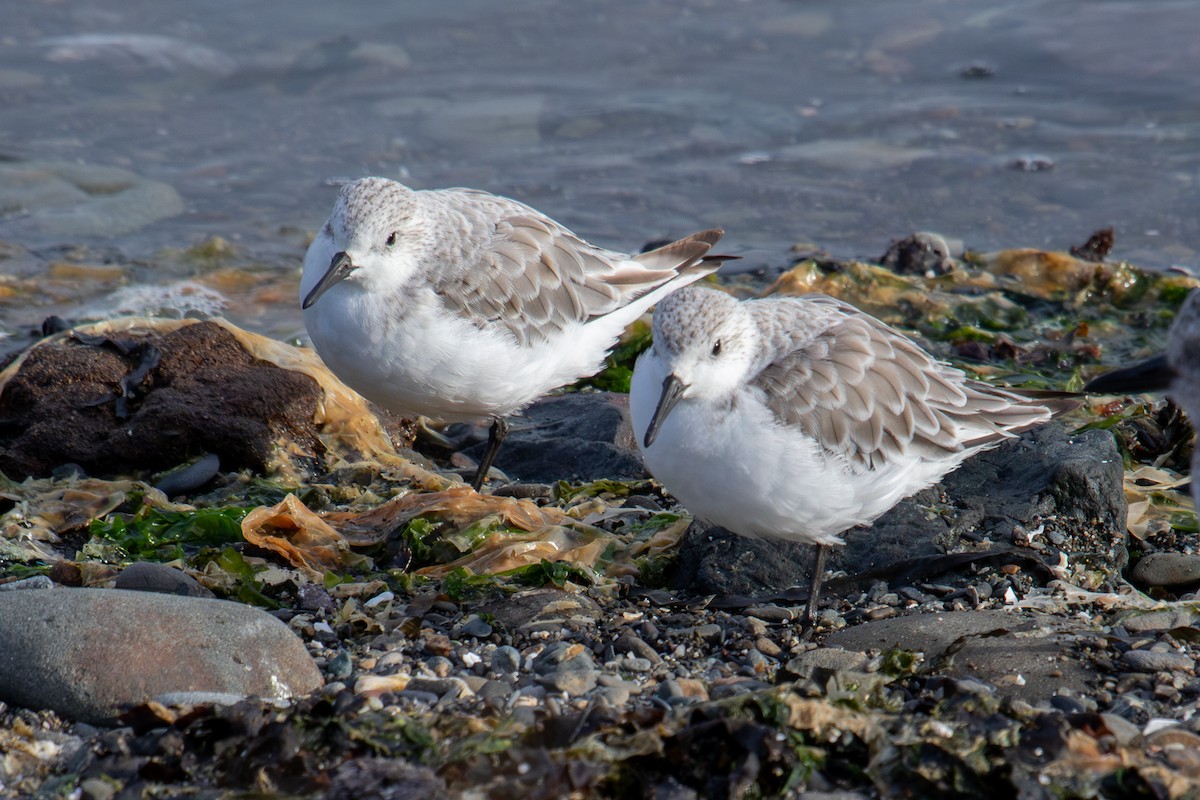 Sanderling - ML623952192