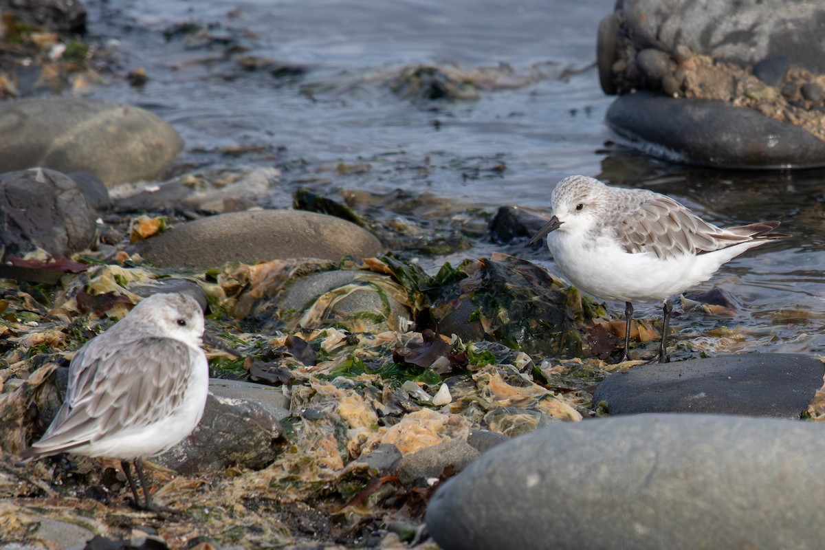 Sanderling - ML623952194