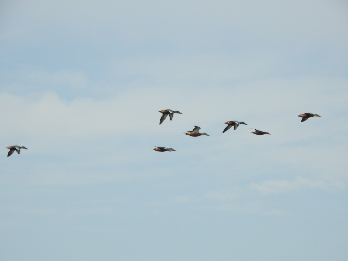 Northern Shoveler - ML623952196