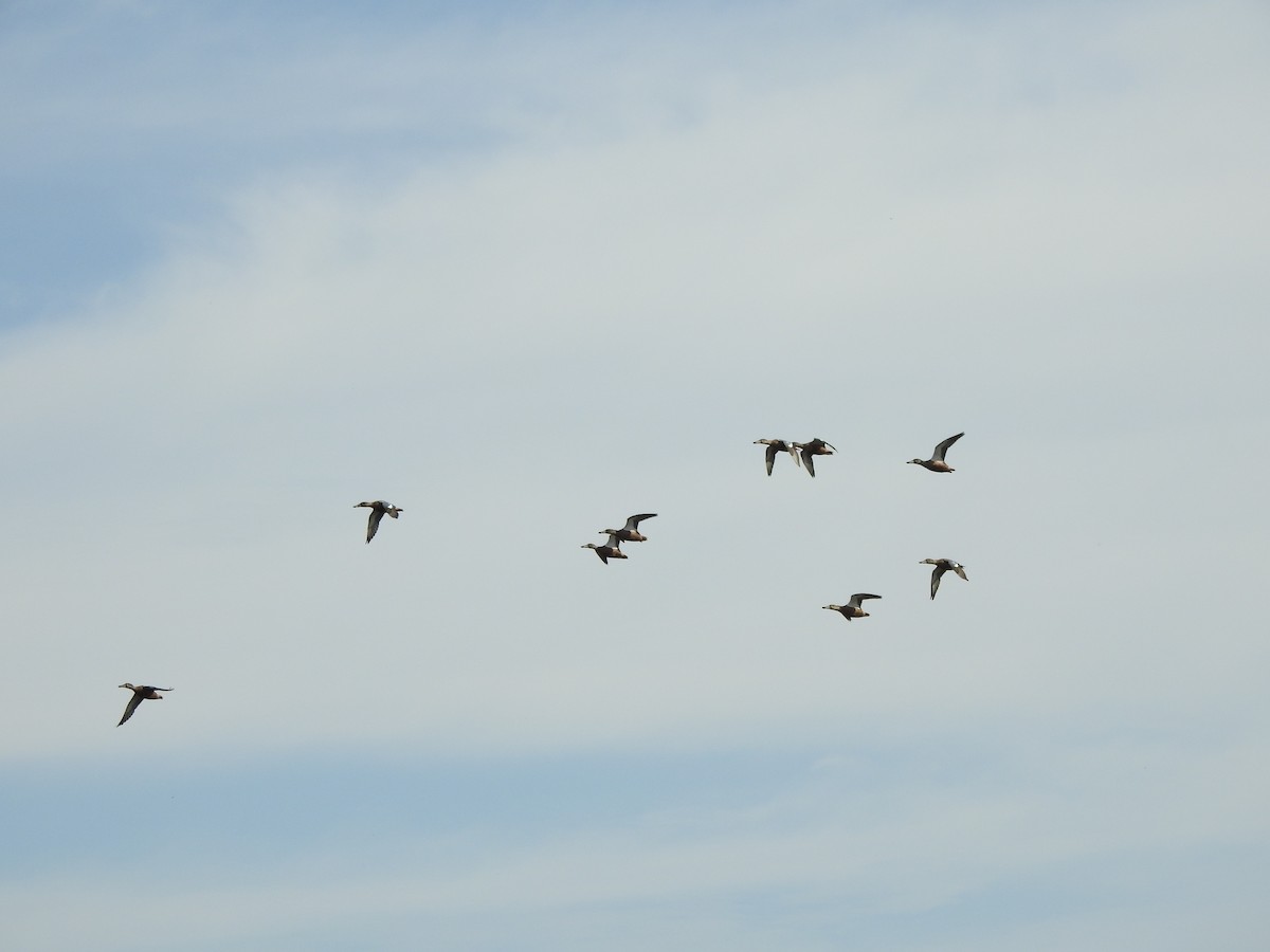 Northern Shoveler - ML623952197