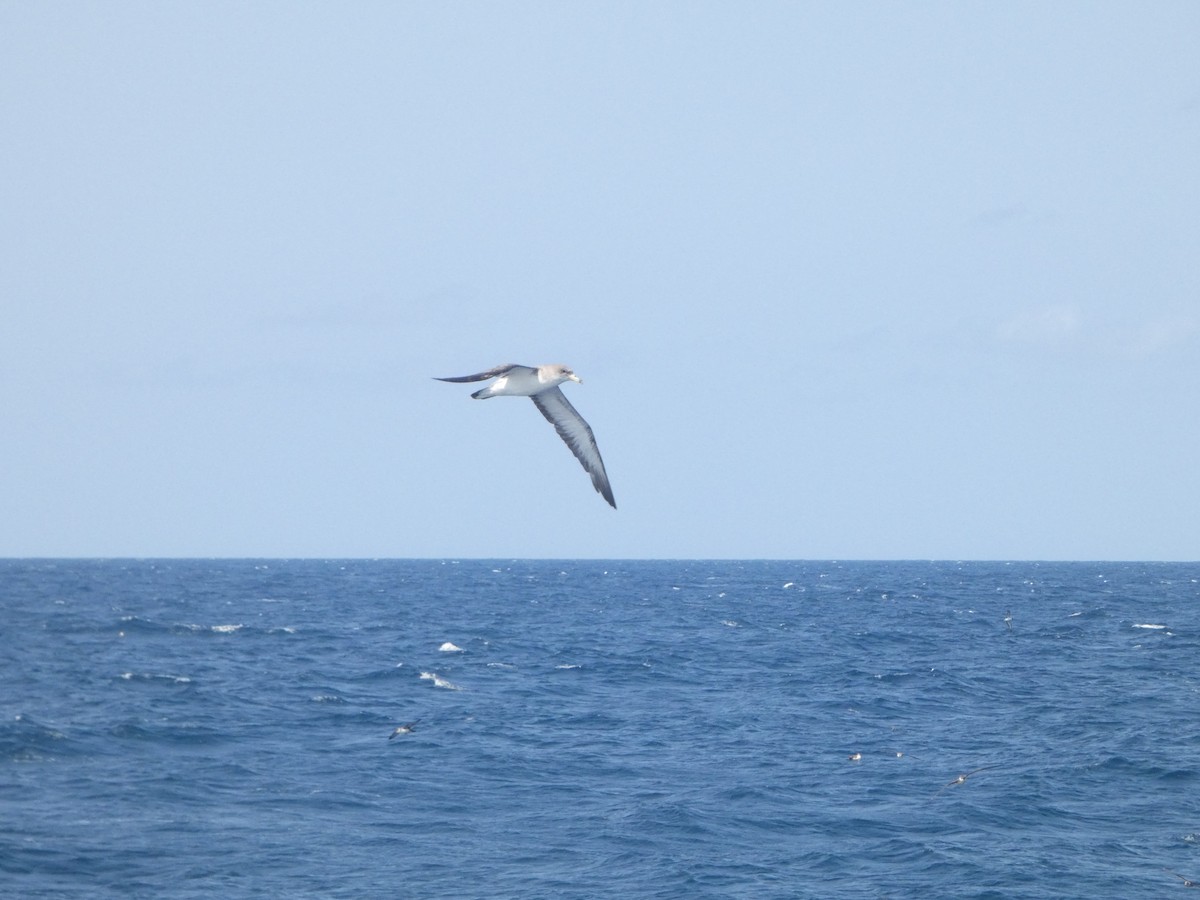 Cory's Shearwater (Scopoli's) - ML623952209