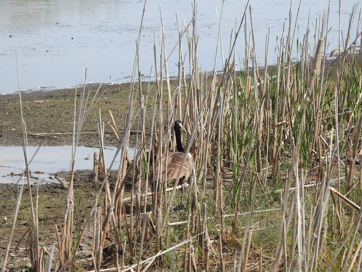 Canada Goose - ML623952217