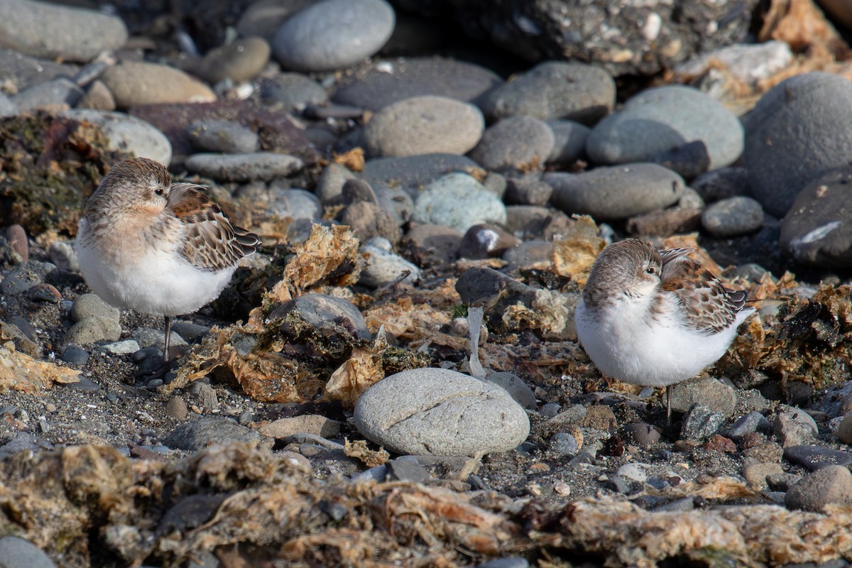 Western Sandpiper - ML623952239