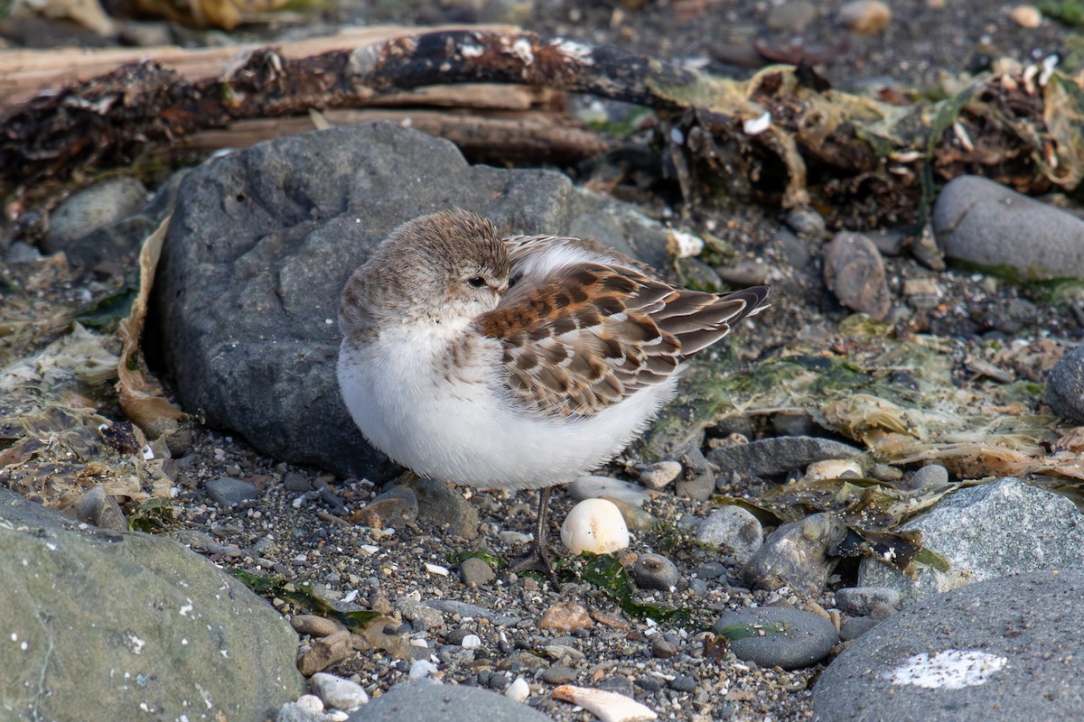 Western Sandpiper - ML623952240