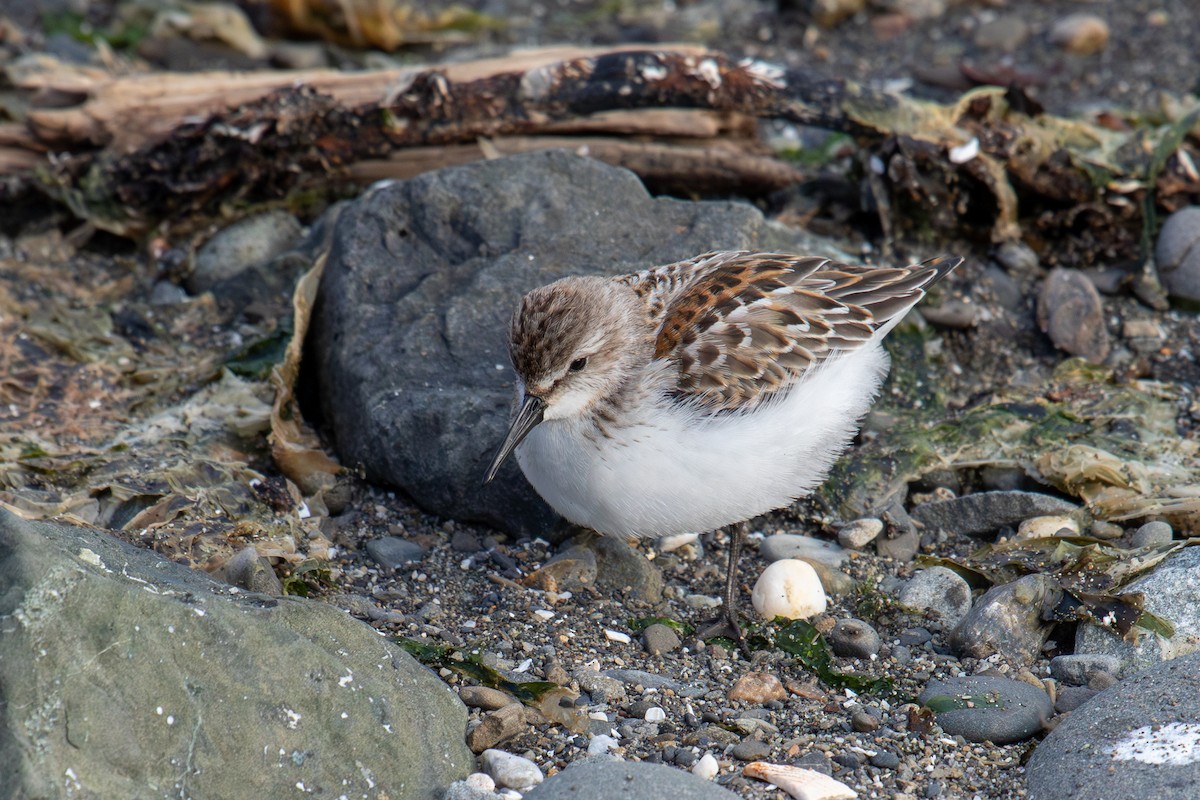 Western Sandpiper - Robin Corcoran