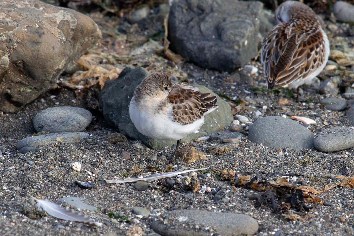 Correlimos de Alaska - ML623952242