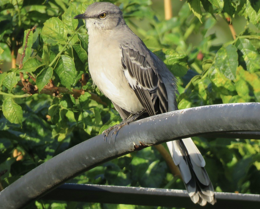 Northern Mockingbird - ML623952254