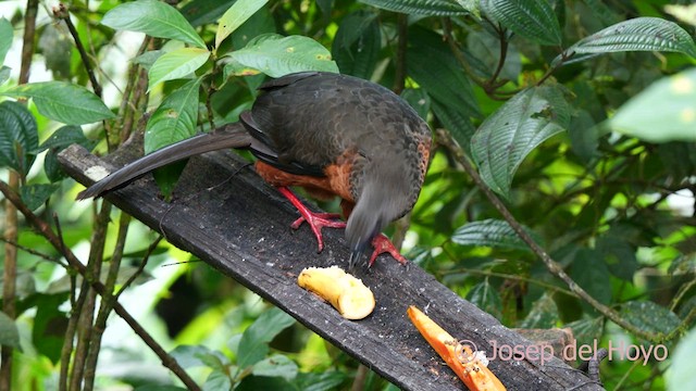 Sickle-winged Guan - ML623952266