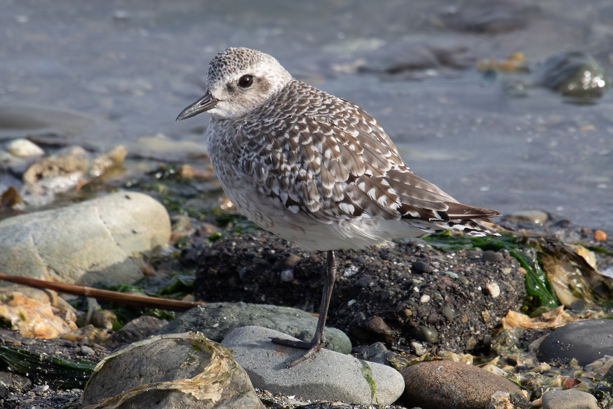 Black-bellied Plover - ML623952305