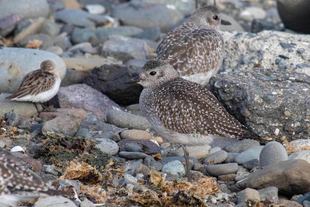 Black-bellied Plover - ML623952306