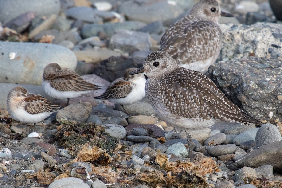 Black-bellied Plover - ML623952307