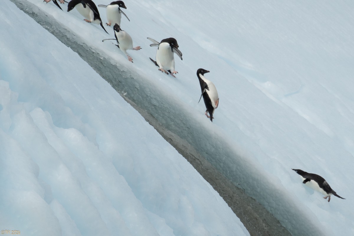 Adelie Penguin - ML623952348