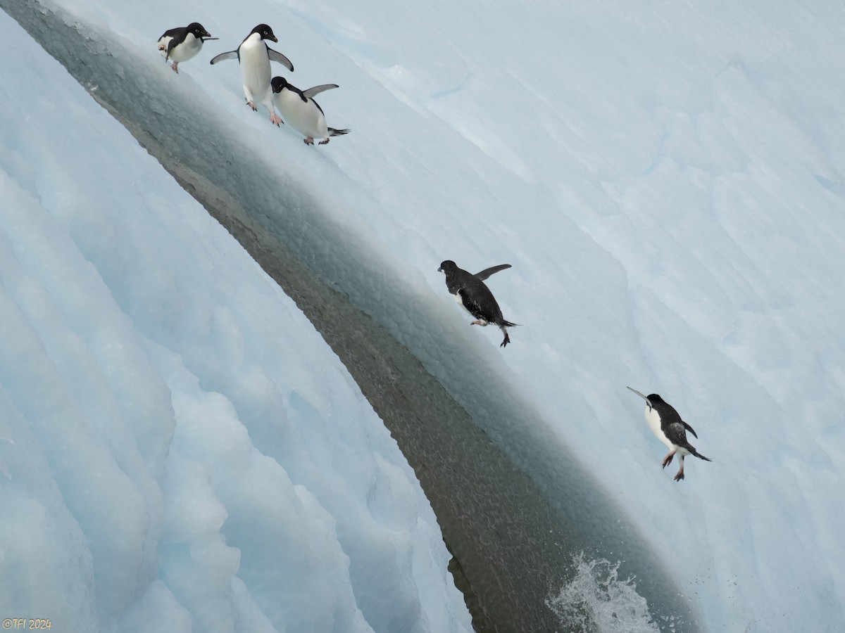 Adelie Penguin - ML623952351