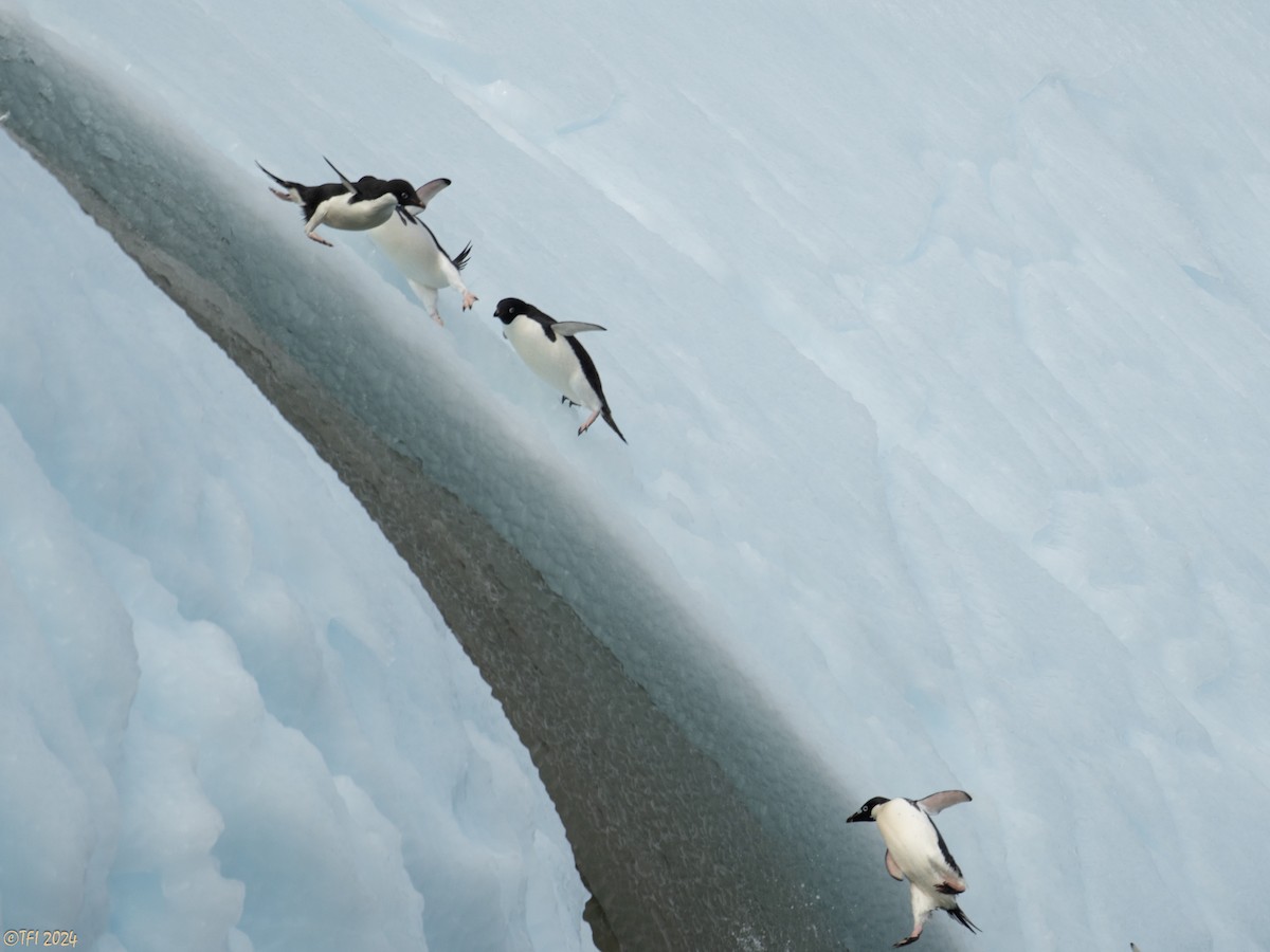 Adelie Penguin - ML623952357