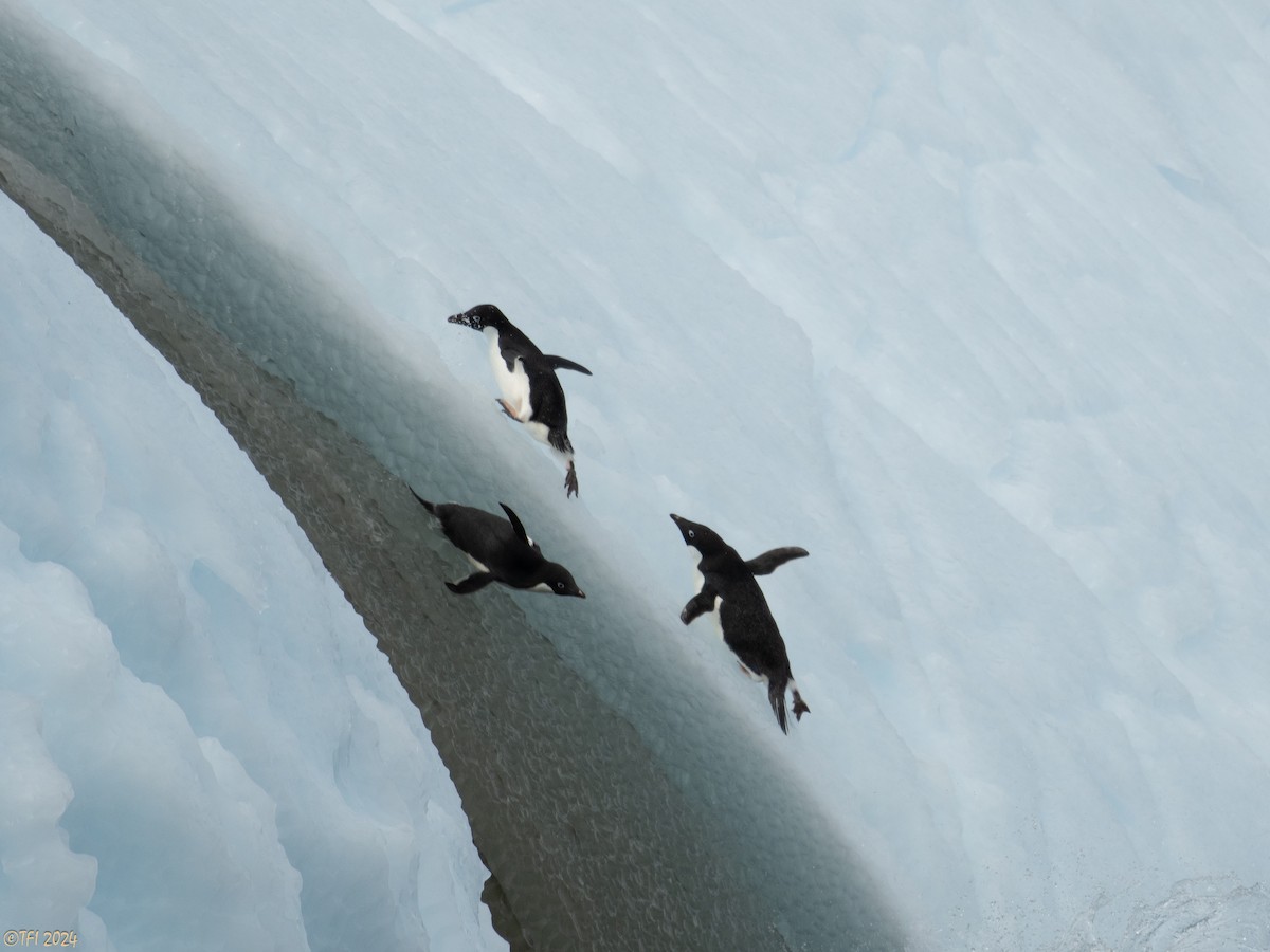 Adelie Penguin - ML623952359