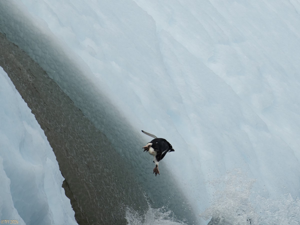 Adelie Penguin - ML623952360