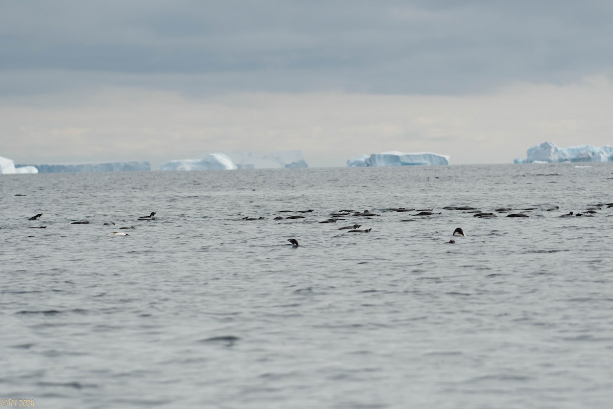 Adelie Penguin - ML623952363