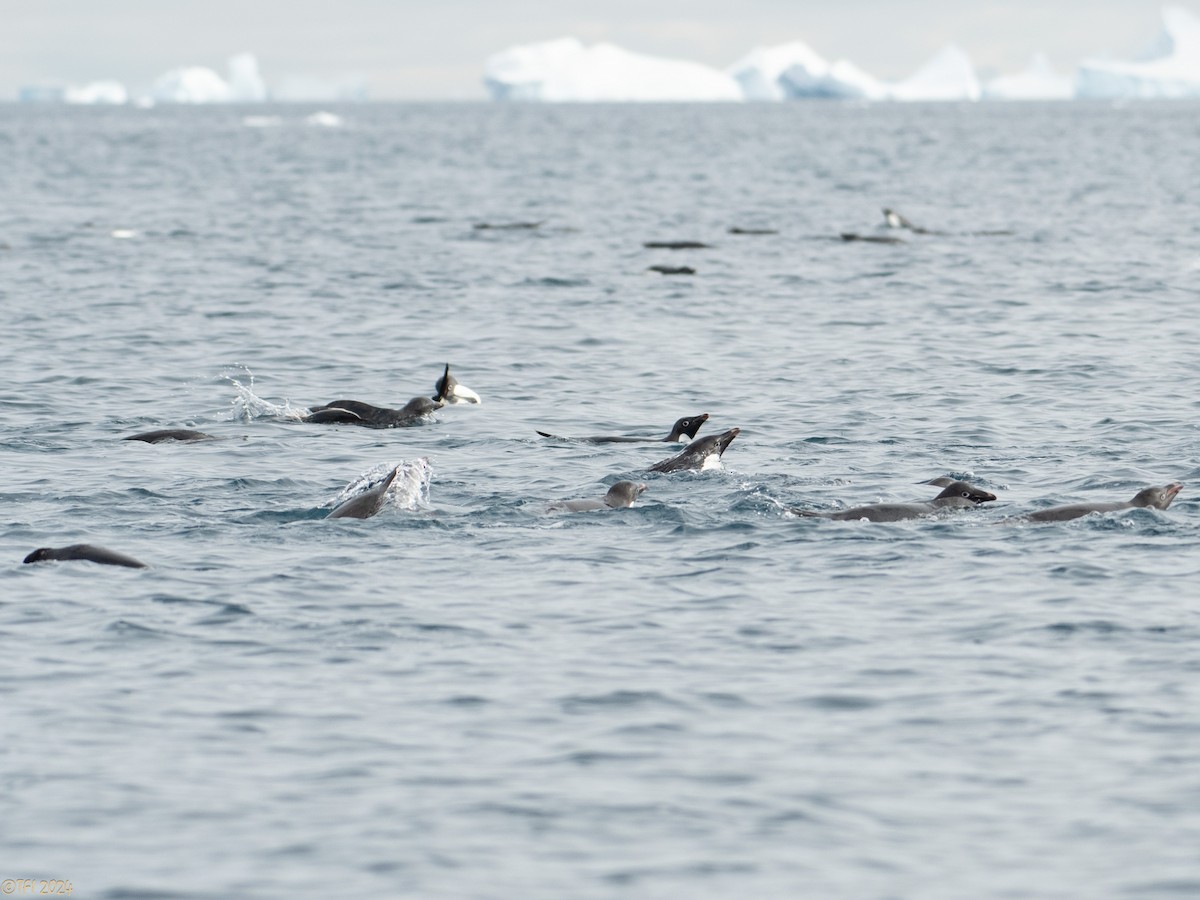 Adelie Penguin - ML623952365