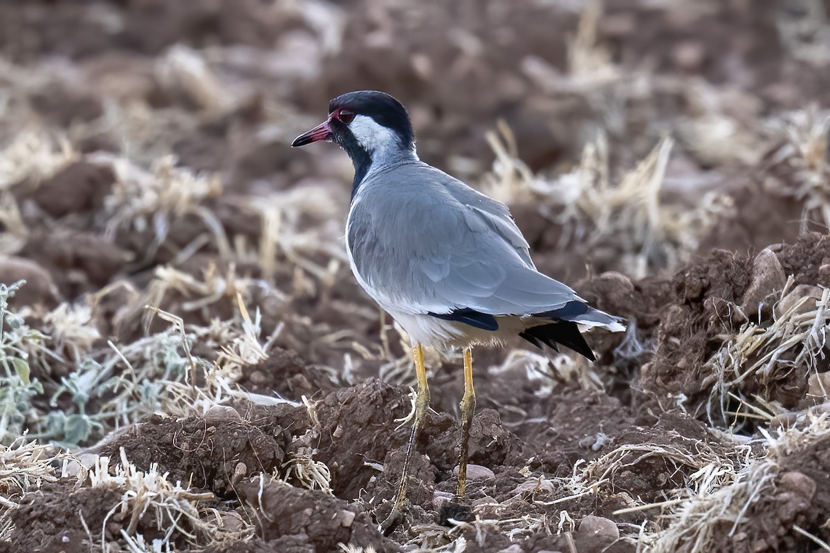 Red-wattled Lapwing - ML623952366